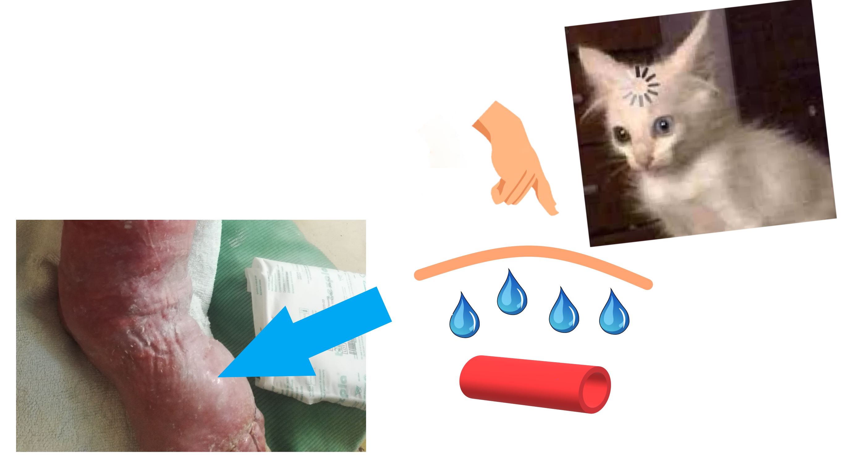 ¿Son útiles el pulso y el Doppler para sospechar de arteriopatía periférica severa?